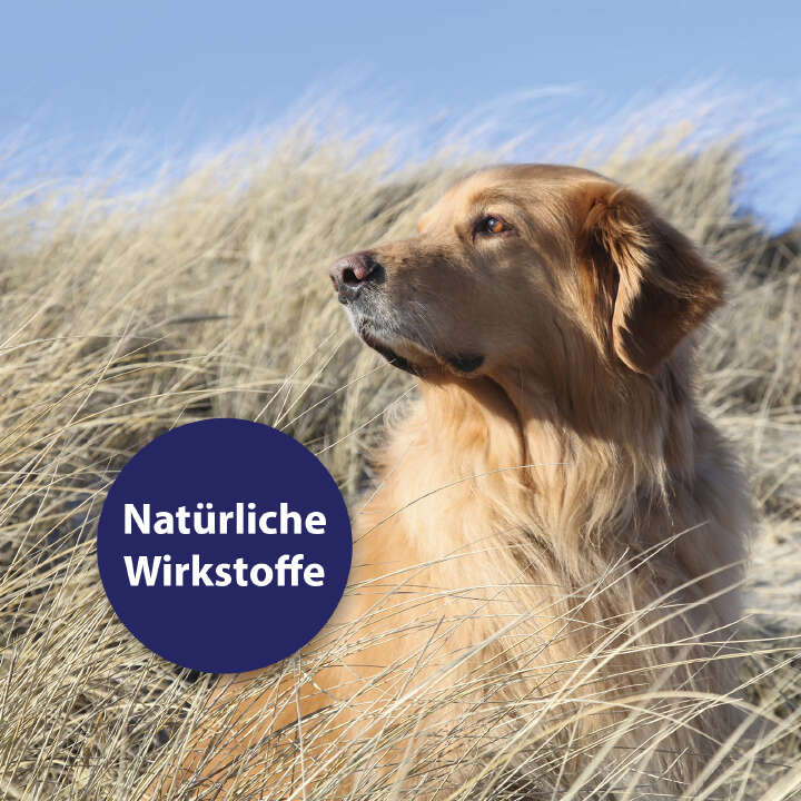 Canosept Hautpflegespray für Hunde 250 ml